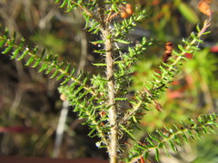 Erica strigosa