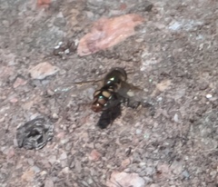 Eupeodes flukei