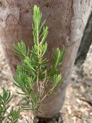 Darwinia procera