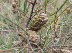 Allocasuarina muelleriana