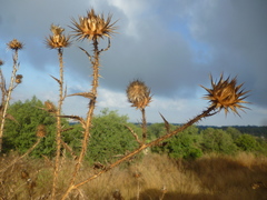 Onopordum cynarocephalum
