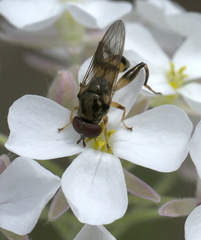 Chalcosyrphus