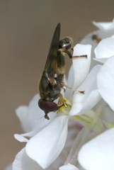 Chalcosyrphus