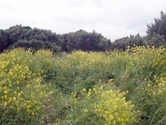 Brassica napus napus