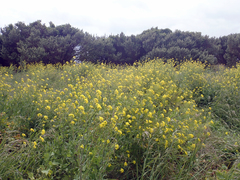 Brassica napus napus