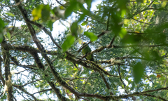 Cyanoramphus auriceps