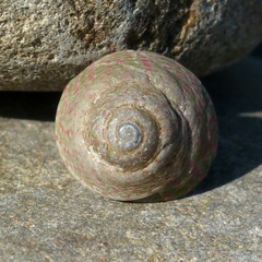 Steromphala