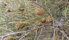 Allocasuarina muelleriana