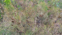 Allocasuarina muelleriana