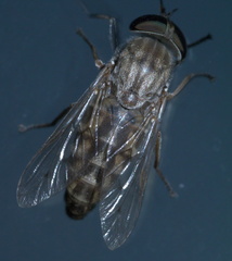 Tabanus abactor