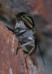 Tabanus subsimilis
