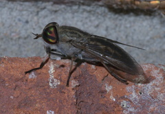 Tabanus subsimilis
