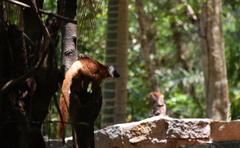 Eulemur macaco