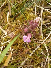 Pedicularis sylvatica hibernica