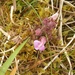 Irish Lousewort - Photo (c) Eric Keith, some rights reserved (CC BY-NC), uploaded by Eric Keith