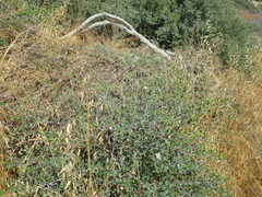 Capparis zoharyi