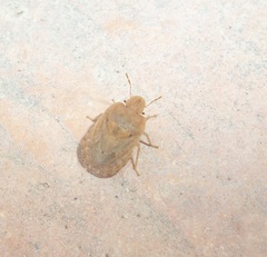 Sciocoris macrocephalus