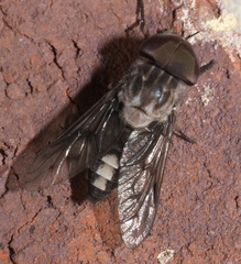 Tabanus trimaculatus