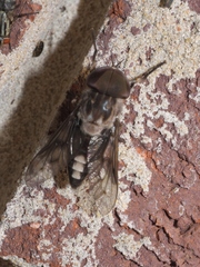 Tabanus trimaculatus