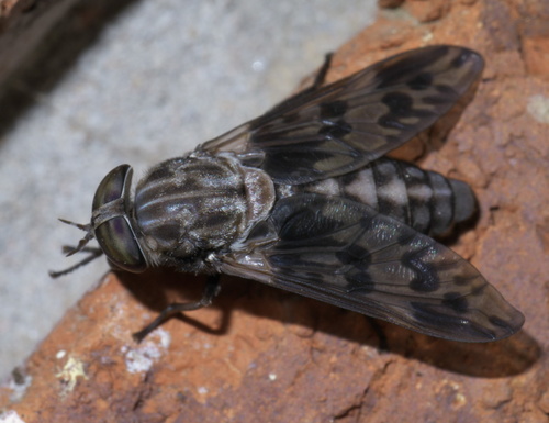 Tabanus venustus photo 4