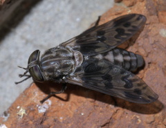 Tabanus venustus
