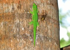 Phelsuma grandis