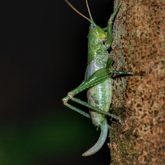 Austrosalomona destructor