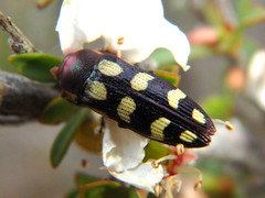 Castiarina decemmaculata