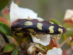 Castiarina decemmaculata