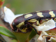 Castiarina decemmaculata