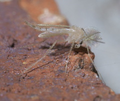 Tanypodinae