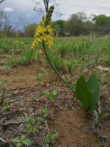 Eriospermum mackenii image