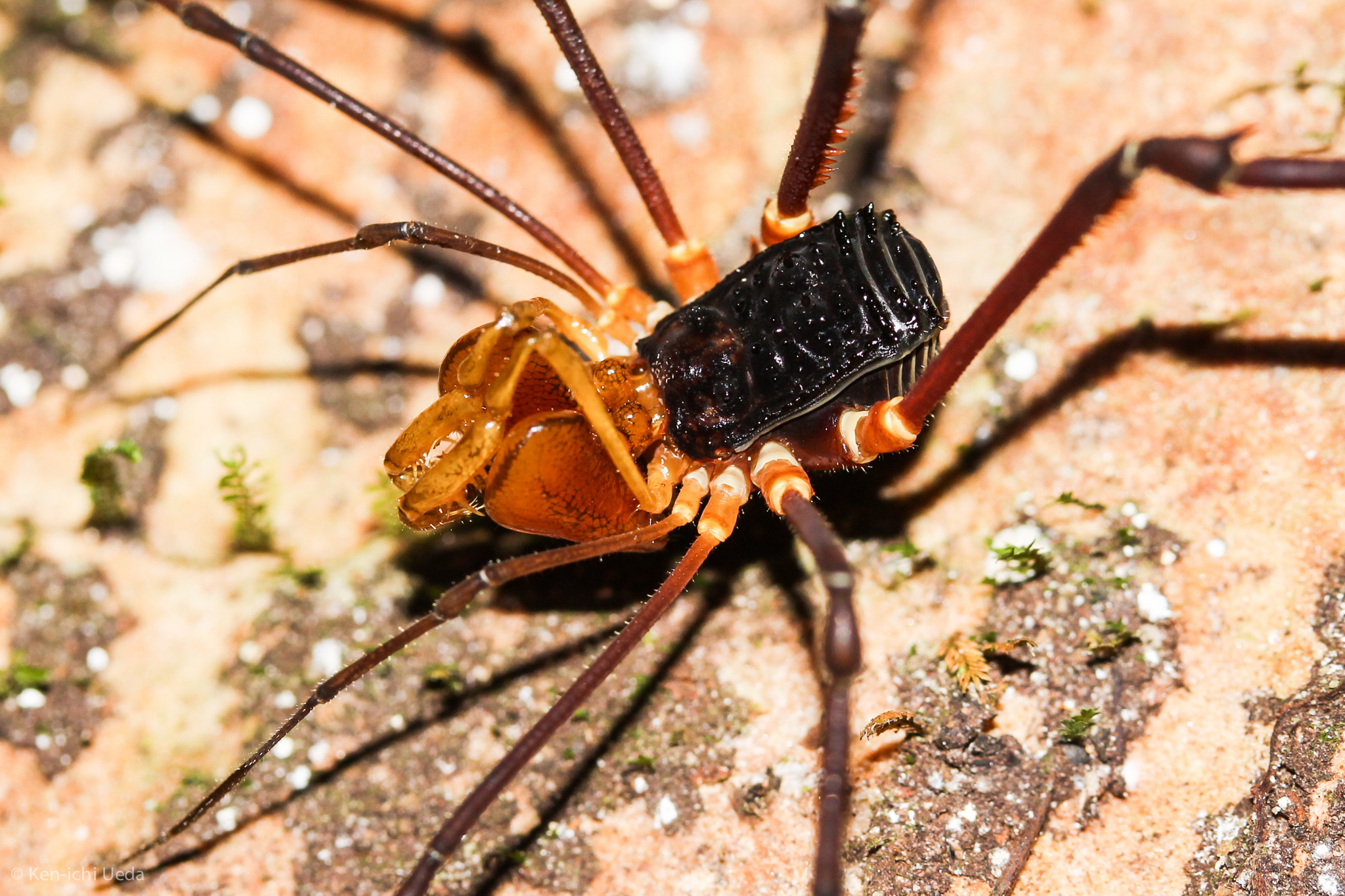 Superfamily Gonyleptoidea · iNaturalist