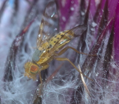 Terellia occidentalis