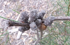 Allocasuarina muelleriana