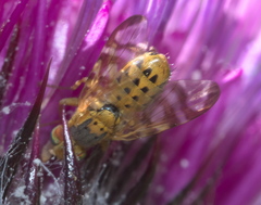 Terellia occidentalis