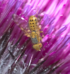 Terellia occidentalis