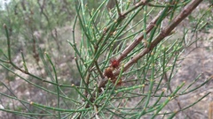 Allocasuarina muelleriana
