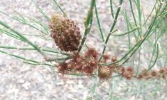Allocasuarina muelleriana