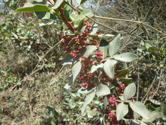 Pistacia lentiscus