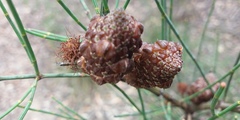 Allocasuarina muelleriana