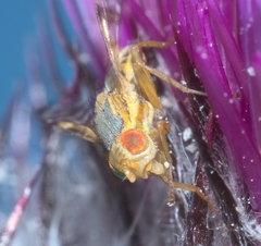 Terellia occidentalis