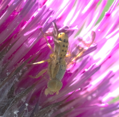 Terellia occidentalis