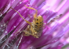 Terellia occidentalis