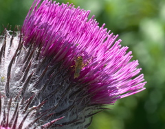 Terellia occidentalis