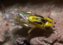 Chlorops sulphureus