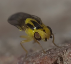 Chlorops sulphureus