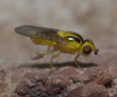 Chlorops sulphureus