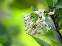 Viburnum taitoense