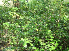 Viburnum taitoense